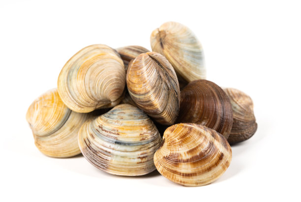 白底蛤图片下载