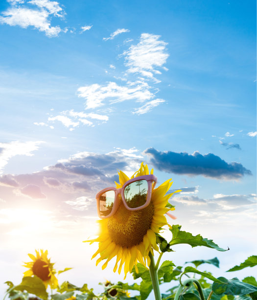 田野里戴着太阳镜的黄色向日葵图片下载