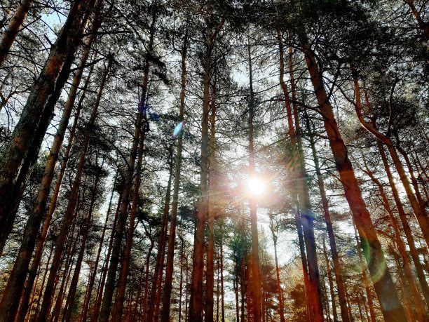 阳光透过针叶林的松林照射进来。图片下载