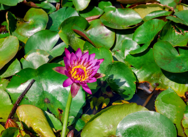 粉红色的荷花和黄色的花粉在绿色的荷叶池塘图片下载