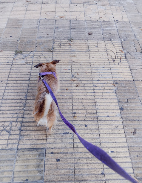 遛狗，用皮带的视角图片下载
