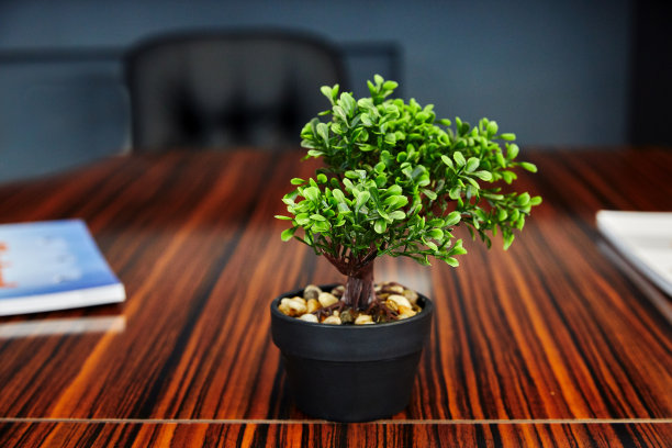 桌子上的锅里放着一棵小黄杨图片下载