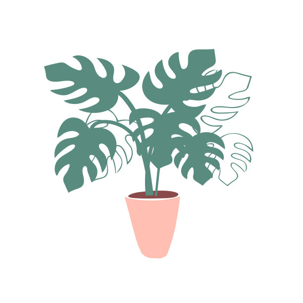 室内热带植物怪物在花盆里图片下载