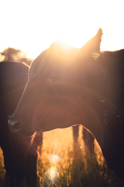 牛在日落时分图片下载