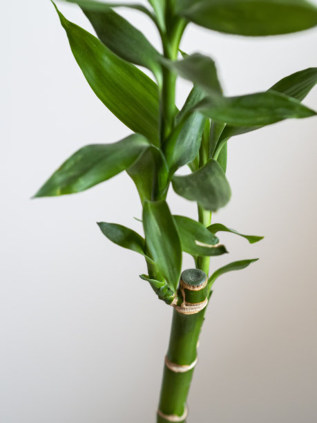 白色背景上的竹叶和竹茎。图片下载