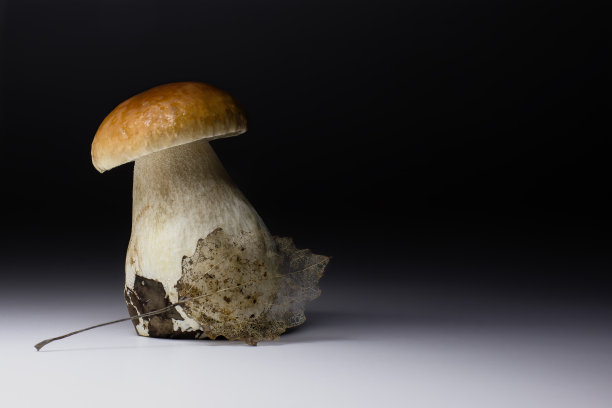 漂亮的厚蘑菇- cep(牛肝菌，小圆面包，牛肝菌)，上面有一个窗状的秋天叶子。工作室孤立的照片在一个从黑色到白色的渐变背景。图片下载
