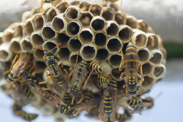 欧洲黄蜂(德国黄蜂)在温室筑巢，开始一个新的殖民地。图片下载