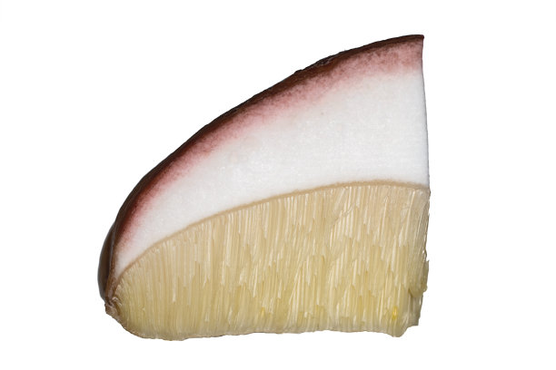 一片Ð蘑菇帽(小圆面包，牛肝菌，牛肝菌)或红帽剑鞘(Leccinum真菌)帽。靠近点，隔离在白色上。图片下载