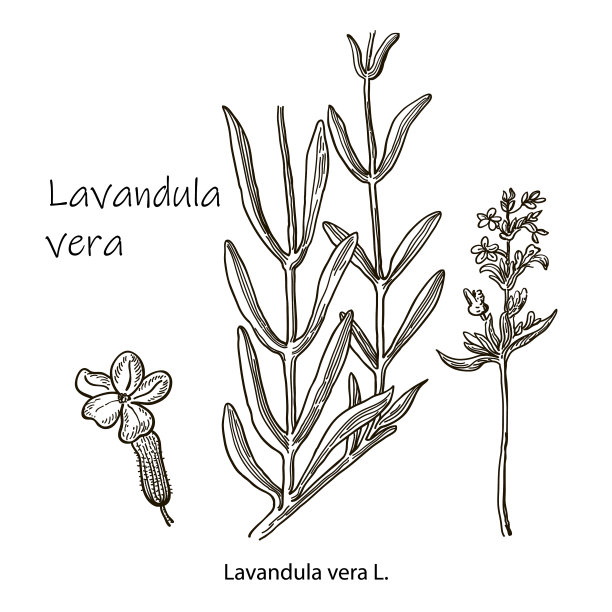 熏衣草花花植物学分离花图片下载