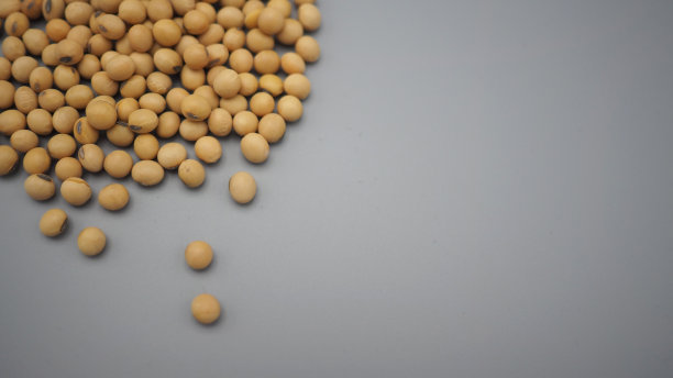 黄豆接近灰色背景。图片下载