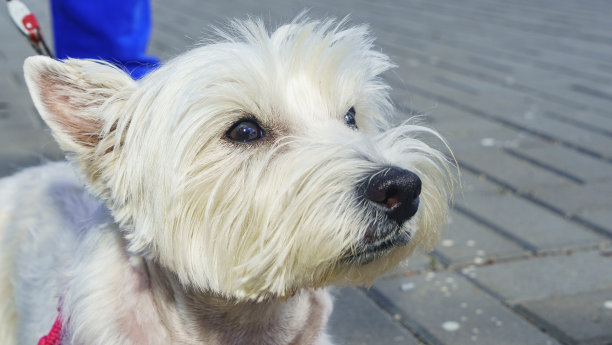 小白狗歪着头。漂亮的白色马尔济斯犬。动物的概念。图片下载