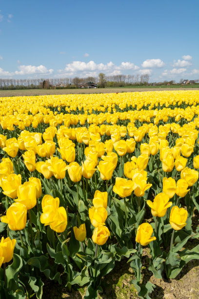 荷兰的风景，五彩缤纷的郁金香花盛开在四月的泽兰省图片下载