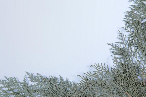 蓝色背景上的冷杉树枝。图片下载