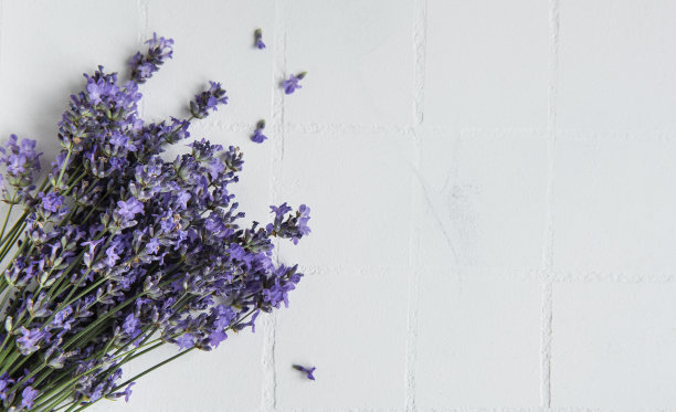 新鲜的薰衣草花束图片下载