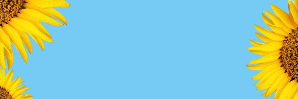黄色关闭向日葵蓝色背景横幅图片下载