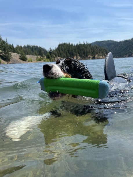 英国施普林格西班牙猎犬游泳图片下载