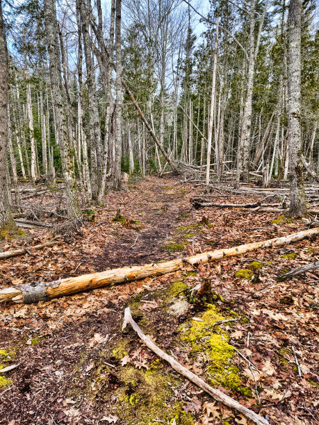 在初春的时候，桑迪角海滩的亚马逊环路。图片下载