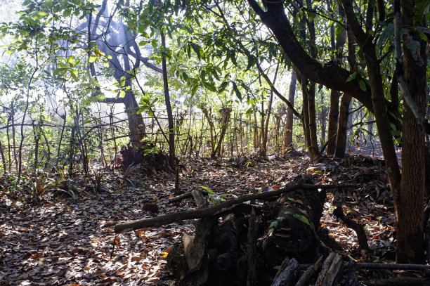 阳光在后院图片下载