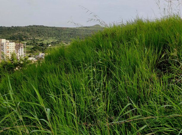 山坡上长满草的半城区图片下载