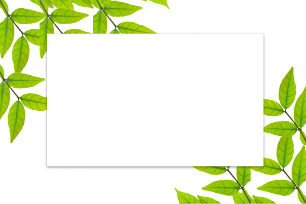 美丽的热带叶框架与孤立的白色背景。文字的概念，设计。图片下载