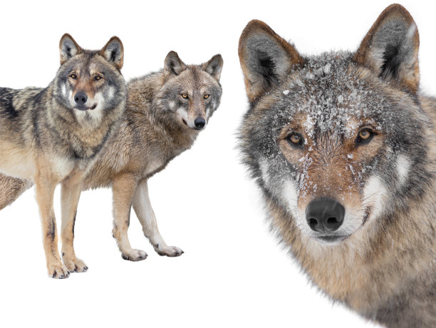 一只狼的肖像以站立的狼为背景图片下载