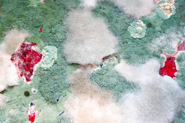 在一罐果酱里，霉菌又白又绿。变质的食物上长满了霉图片下载