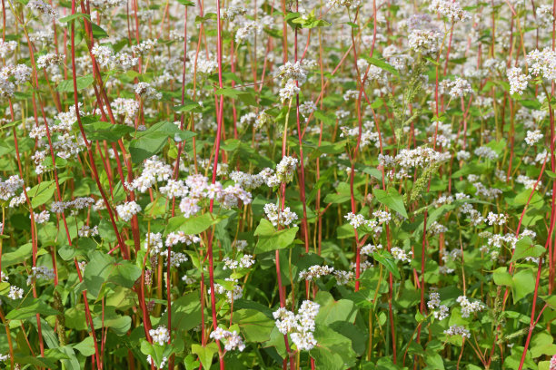 荞麦植物开花的近距离照片，库存照片。采购产品荞麦植物的花，荞麦花，盛开的荞麦，荞麦田，农业田，荞麦植物，夏季，农业，无麸质食物图片下载
