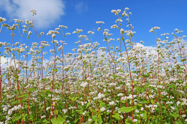 荞麦植物开花的近距离照片，库存照片。采购产品荞麦植物的花，荞麦花，盛开的荞麦，荞麦田，农业田，荞麦植物，夏季，农业，无麸质食物图片下载