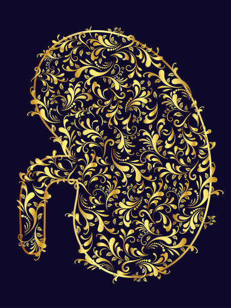 金色花肾矢量插图。图片下载