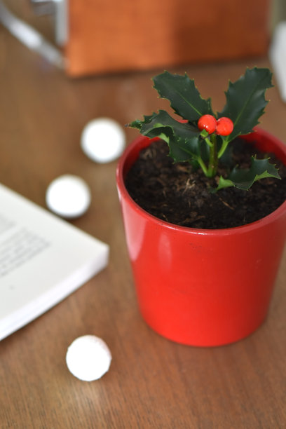 舒适的室内装饰圣诞盆栽与冬青和书的垂直照片图片下载