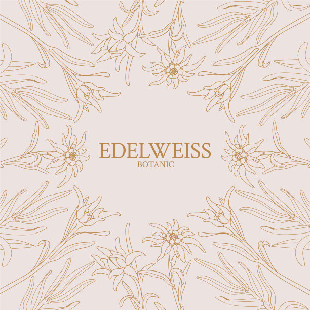 雪绒花与粉红色的雪绒花相框图片下载