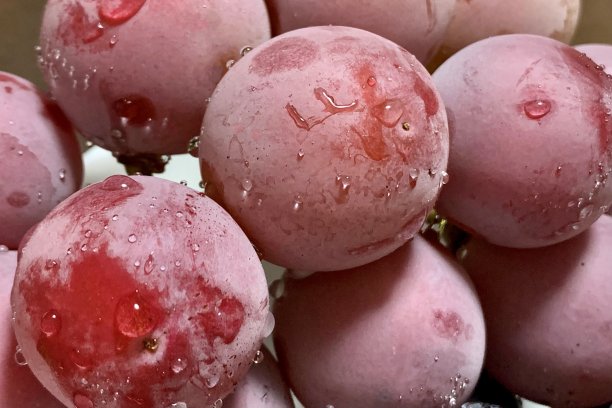 妮娜皇后(一种日本葡萄)图片下载