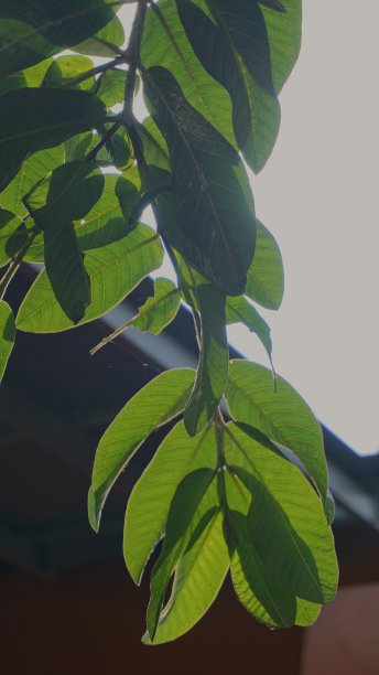 番石榴的叶子在早晨图片下载