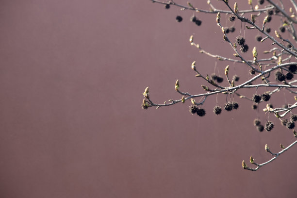 树枝和种子图片下载