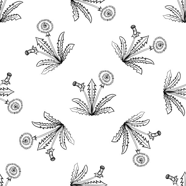 蒲公英，无缝的b-w和w -w草本图片下载