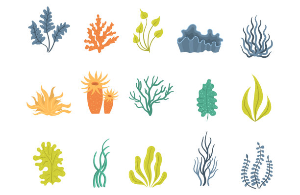 把海藻放在水下的海生植物壳里图片下载