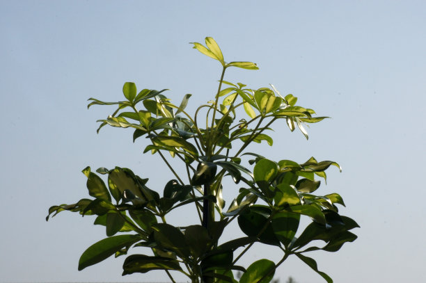 花盆里的Schefflera Arboricola图片下载