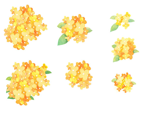 Gold可爱。图片下载