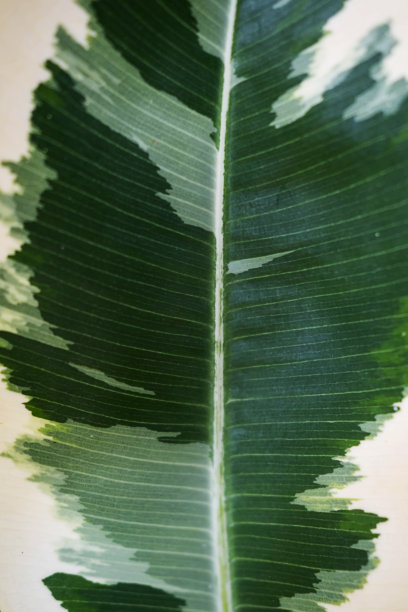 印度橡胶树叶子，特写，软焦点。室内植物的抽象背景纹理。图片下载