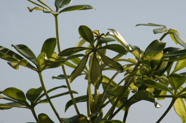 花盆里的Schefflera Arboricola图片下载