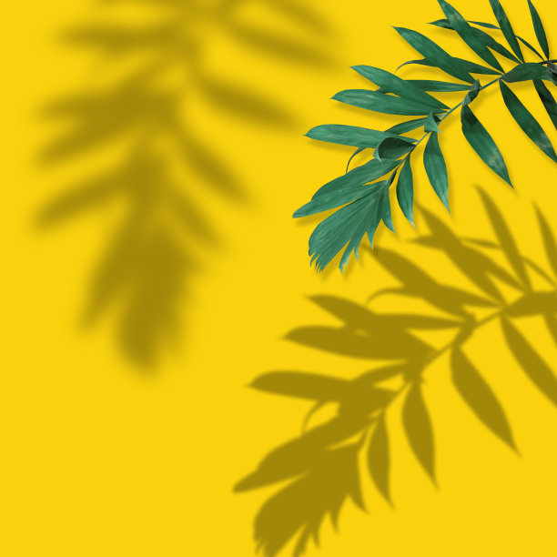 绿色的棕榈叶反射在热带森林孤立在淡黄色的背景。图片下载