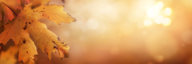 秋叶的背景，秋天的黄色树叶的秋天景观，可以用来感恩。图片下载