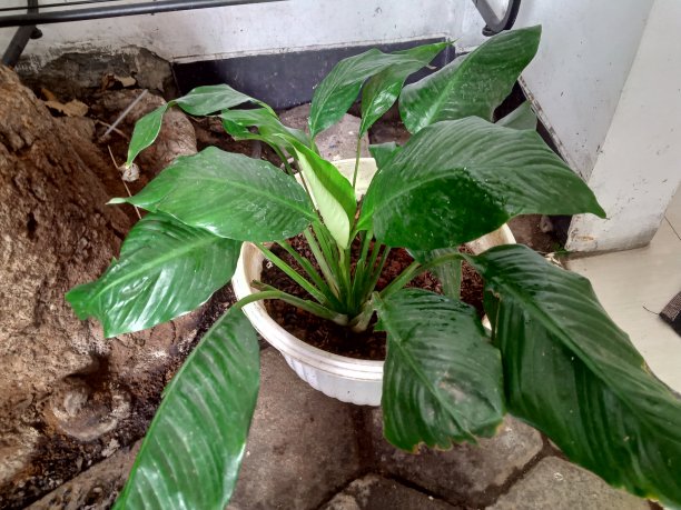 绿色热带室内植物盆栽照片图片下载