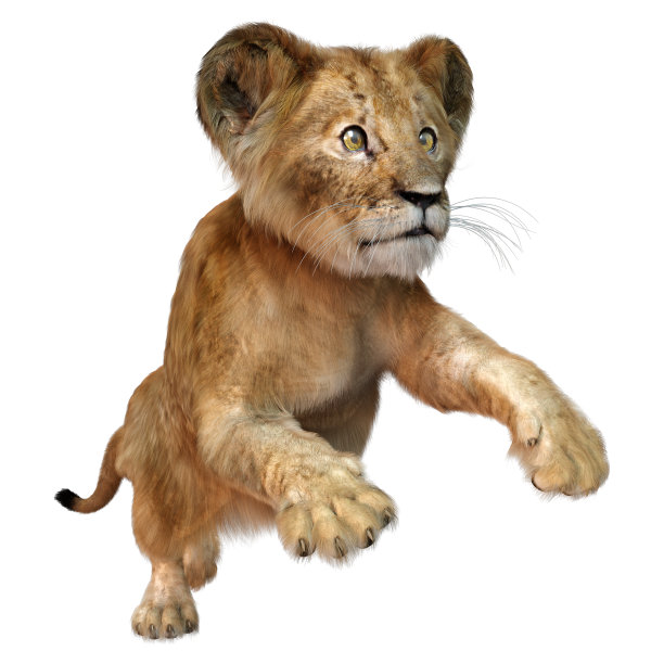 3D插图狮子幼崽在白色图片下载