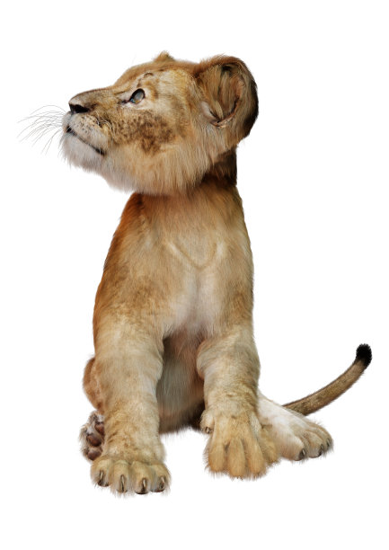 3D插图狮子幼崽在白色图片下载