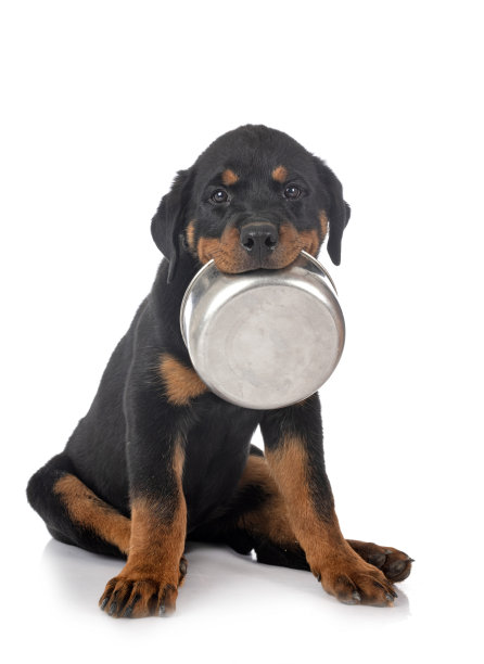 小狗罗特韦尔犬图片下载