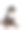 小狗罗特韦尔犬图片下载