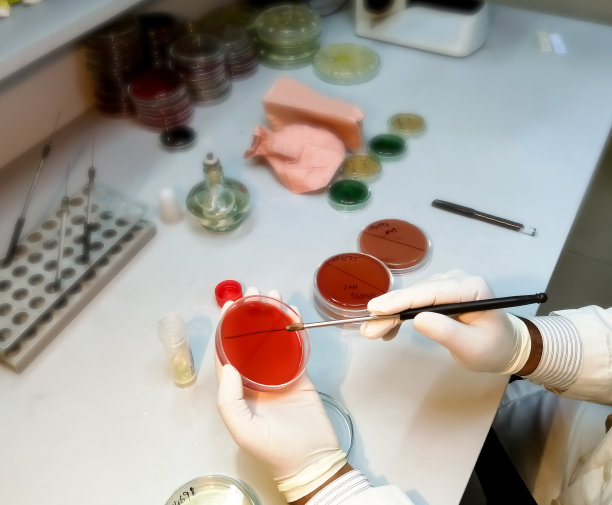 微生物学，与细菌菌株打交道的技术人员图片下载