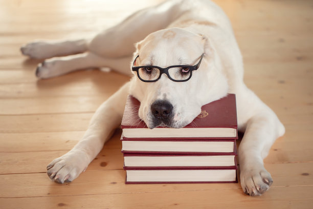 一只戴眼镜的大狗躺在一堆书上。教育的概念图片下载