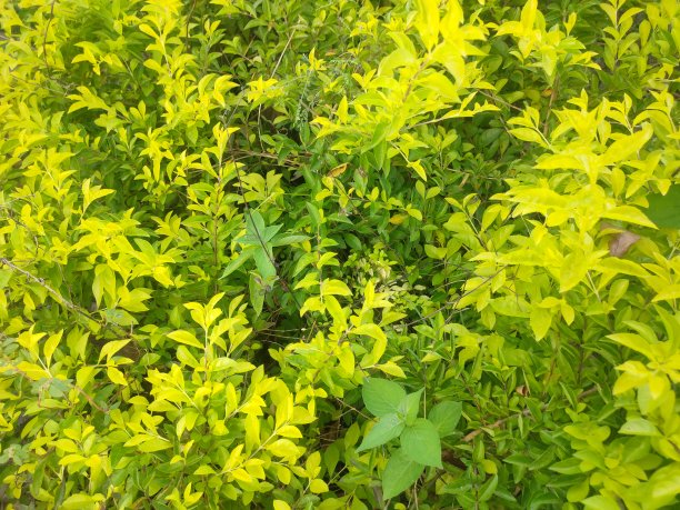 花园里的美丽花朵图片下载